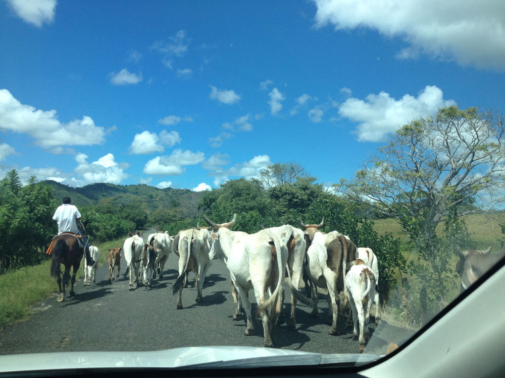 Cows on the road